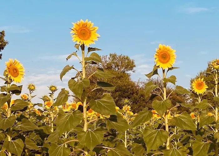 Hébergement de vacances La Casa Del Campillo Baltanás
